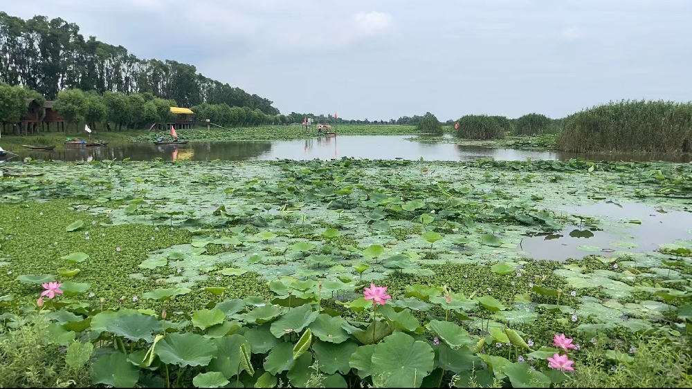 酷夏盼凉秋